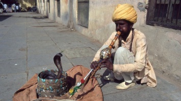 В Индии заклинатели змей грабили людей с помощью кобр