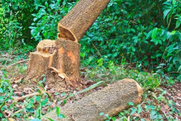 С начала года в посадках вдоль Приднепровской жд «черные» лесорубы вырубили 95 кубометров древесины
