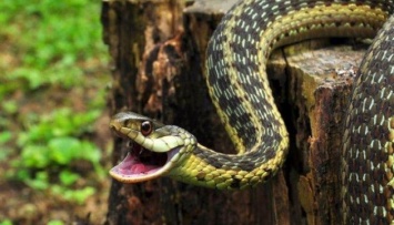 Ученые объяснили, почему змеи пережили динозавров