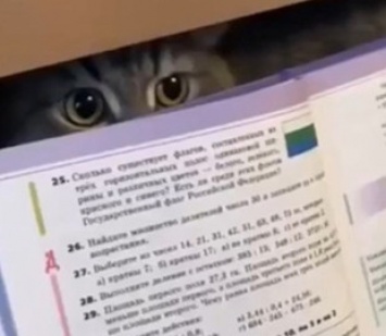 Хвостатый контроль: на видео попала кошка, делающая уроки с ребенком