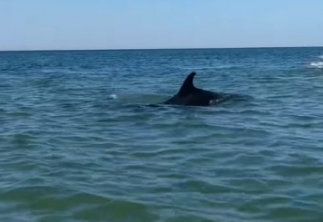 Море в сентябре прекрасно - на херсонском курорте дельфины порезвились вместе с отдыхающими