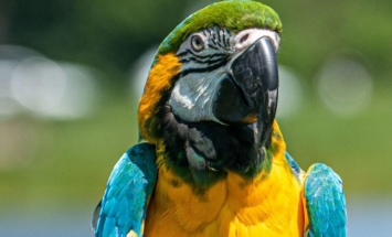 В Аргентине попугай помог раскрыть убийство своей хозяйки