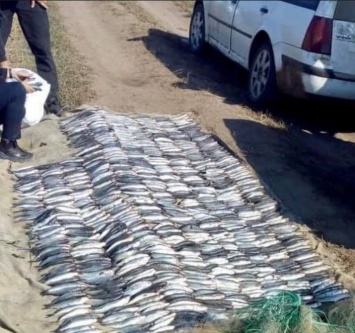 На Одесщине браконьеры выловили рыбы на 1,7 млн грн (фото)