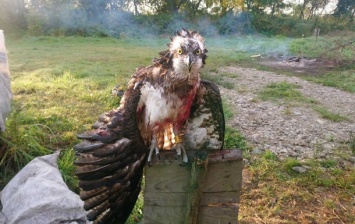 На Прикарпатье подстрелили краснокнижную птицу