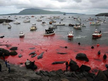 На Фарерских островах убили рекордное количество дельфинов за один раз - 1400 (ВИДЕО)