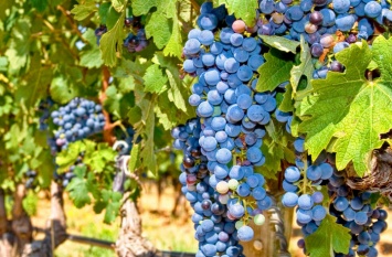 Нехороший год. Урожай винограда в Одесской и Николаевской областях будет в 5-6 раз меньше прошлогоднего