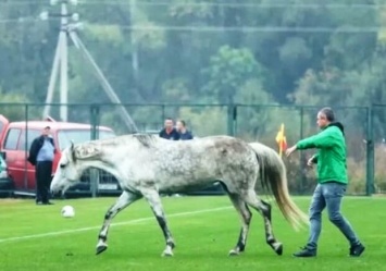 Видеофакт: отборочный матч Дефлимпийских игр Украина - Италия остановили из-за собак и коня