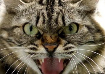 Покусал кот: под Бердянском сняли карантин из-за бешенства