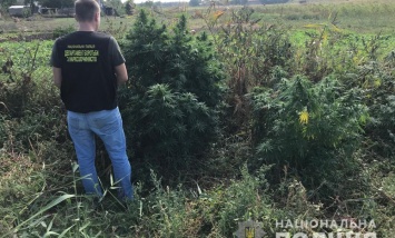 В Запорожской области хозяин за домом выращивал коноплю - фото