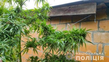 На Полтавщине полиция обнаружила на приусадебном участке 1,5-метровую коноплю