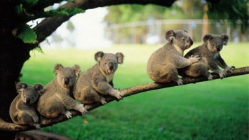 В Австралии на треть сократилась популяция коал