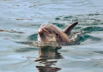 Жуткое зрелище: на берег Азовского моря выбросило мертвых дельфинов