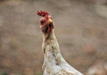 Не отравитесь: в магазины Днепра из Польши могла попасть опасная курятина