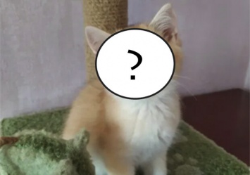 За 55 тысяч гривен: как выглядит самый дорогой котенок в Запорожье