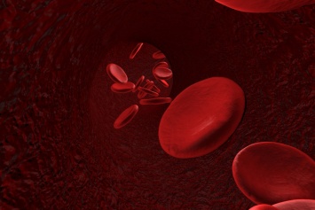Кровеносная система человека: интересные факты о крови и сердце