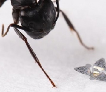 Летающие микрочипы размером с песчинку смогут отслеживать загрязнение воздуха