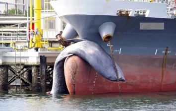 В гавань прибыл корабль с мертвым китом на носу