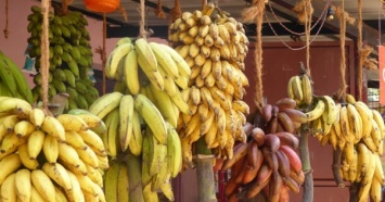 Затраты на выращивание и экспорт бананов растут, а цены остаются низкими - производители