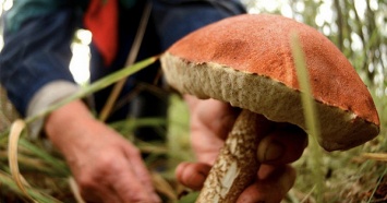 В Харьковской области два подростка отравились грибами