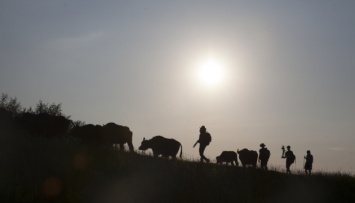 Фильм о редких карпатских буйволах выйдет на большие экраны в октябре