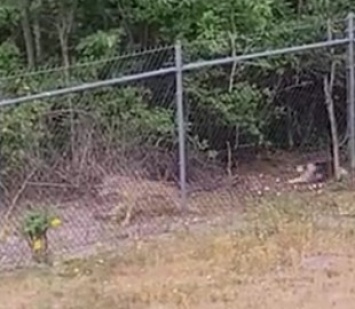 Смелый кот дал отпор койоту и попал на видео