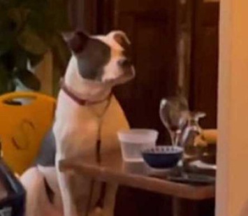 Сеть покорил житель Нью-Йорка, который поужинал с собакой в ресторане