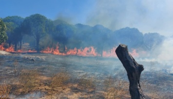 В Турции снова горят леса