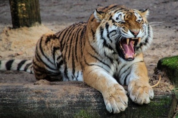 Стали известны подробности инцидента с тигром и годовалым ребенком в «Тайгане»