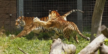 В крымском зоопарке тигр откусил годовалому ребенку палец