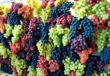 Специалисты раскрыли опасность винограда
