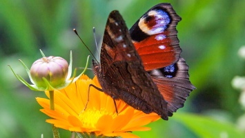 В Никополе студент сфотографировал бабочку года