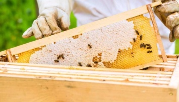 Украина заботится о поддержке пчеловодства и обновляет отраслевое законодательство - Высоцкий