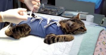 В Харькове начали проводить бесплатную стерилизацию домашних животных