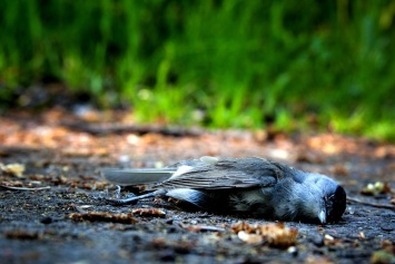Специалисты выясняют причину массовой гибели птиц на севере Крыма