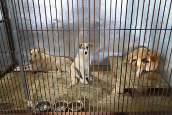 В подмосковном приюте для животных погибли 16 собак