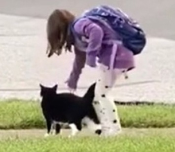 Видеохит: Кот каждый день провожает маленькую хозяйку в школу
