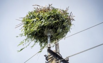 В селе Ивановка Днепровского района обустроили безопасное гнездо для аистов