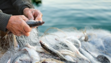 Штрафы за незаконный лов рыбы увеличили в десятки раз