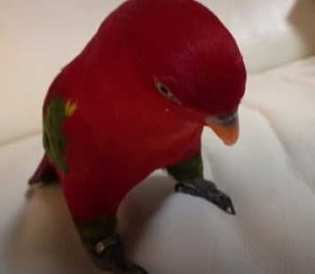 Пользователей Сети развеселил японский попугай, который злобно хохочет по поводу и без