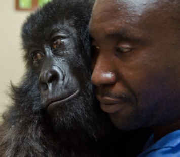 Знаменитая в соцсетях горилла Ндакаши умерла на руках работника центра для животных - ей было 14 лет