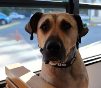 Уличный пес из Стамбула стал звездой соцсетей благодаря путешествиям по городу