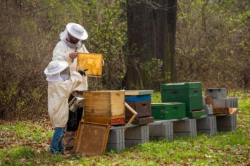День Савватия Пчеловода отмечают 10 октября - традиции и обряды