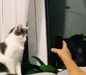 Общение хозяина с котом, которого он не хотел, рассмешило Сеть