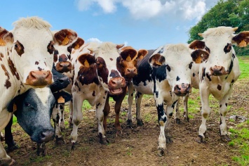 Ради климата: в Швеции коров будут кормить водорослями