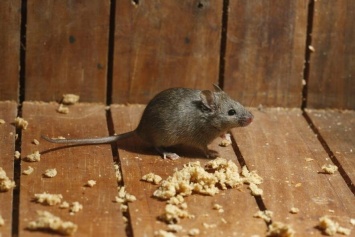 В Приазовье мыши атакуют жилище людей