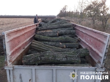 В Запорожской области вырубили деревья в лесополосе