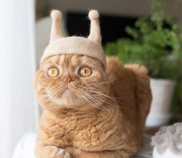 Кошки с шапками из своей шерсти очень полюбились пользователям сети