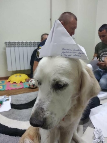 В Мариуполе умерла собака-психолог по кличке Элли, - ФОТО