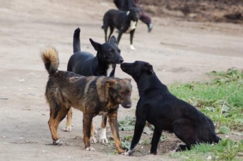 В Херсоне КП «Гарантия» после стерилизации собак завозит их массово на Остров