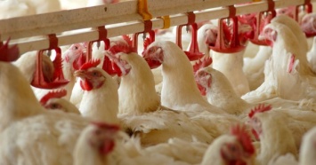 Суд открыл новое дело о банкротстве производителя "Гавриловских цыплят"